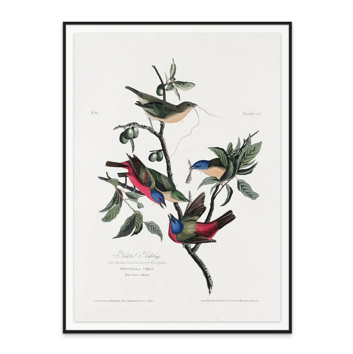 Painted Finch From Birds of America (1827) Art Print