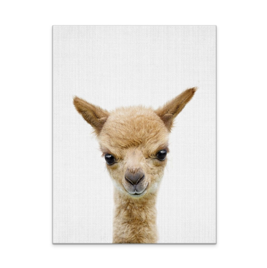 Peekaboo Baby Llama Art Print