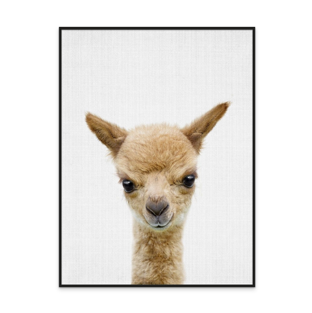 Peekaboo Baby Llama Art Print