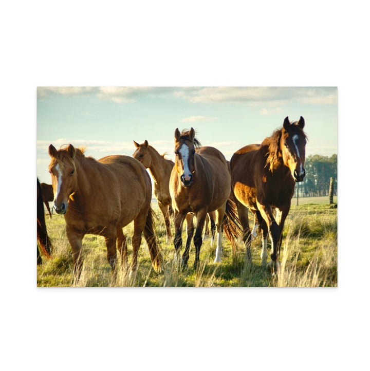 Uruguayan Horses Art Print