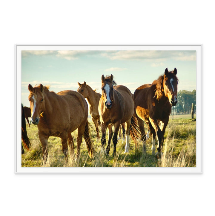 Uruguayan Horses Art Print