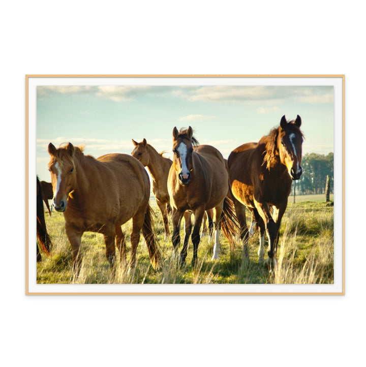 Caballos uruguayos Art Print