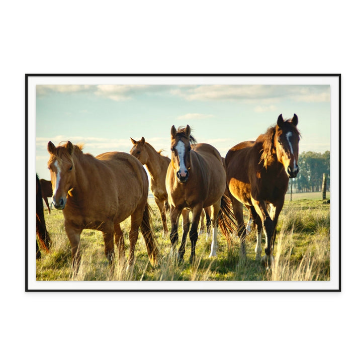 Uruguayan Horses Art Print