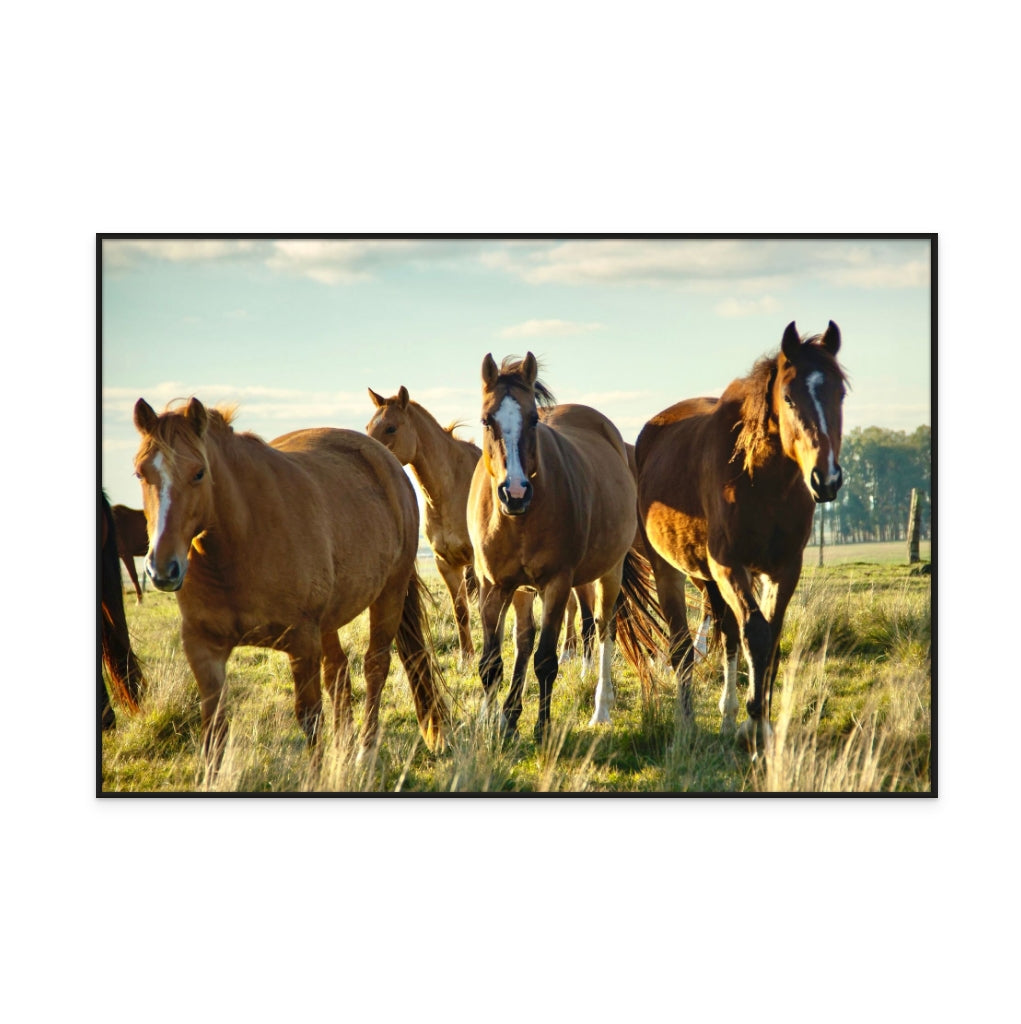 Caballos uruguayos Art Print