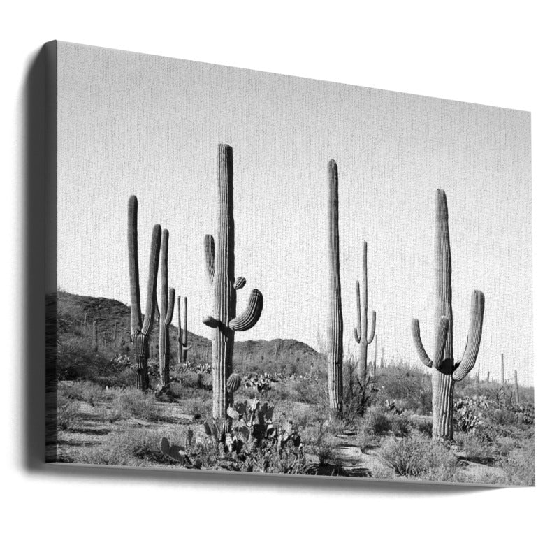 Grey Cactus Land Art Print