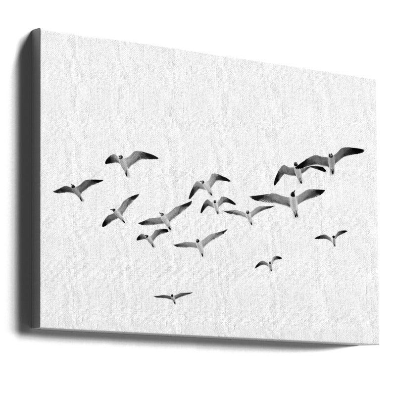 Flying Birds Art Print