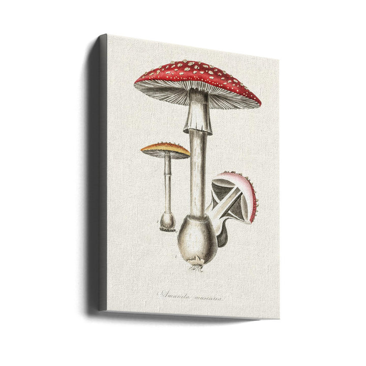 Amanita Muscaria Art Print