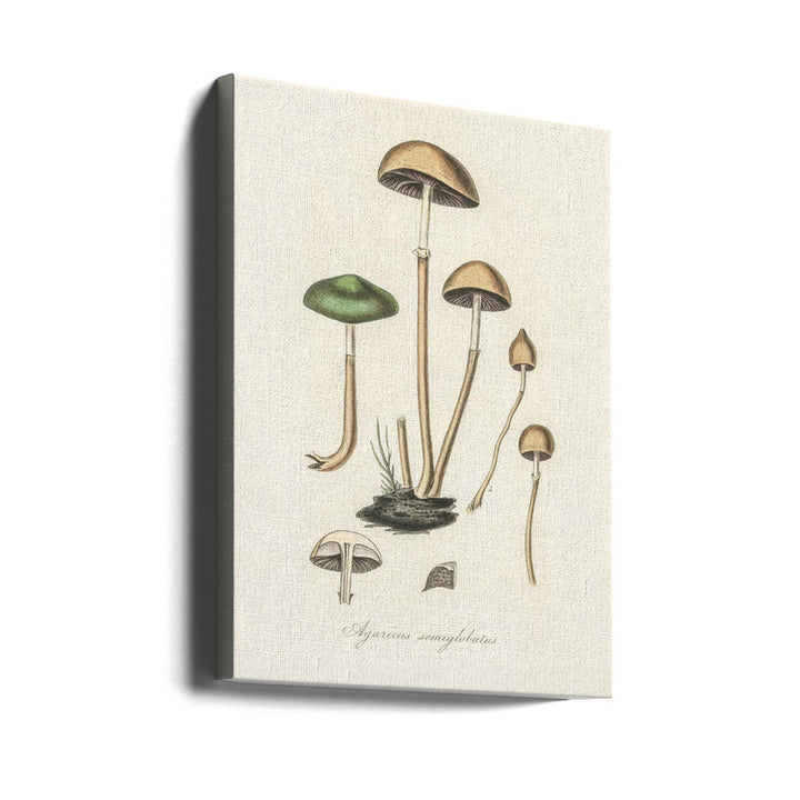 Agaricus Semiglobatus Art Print