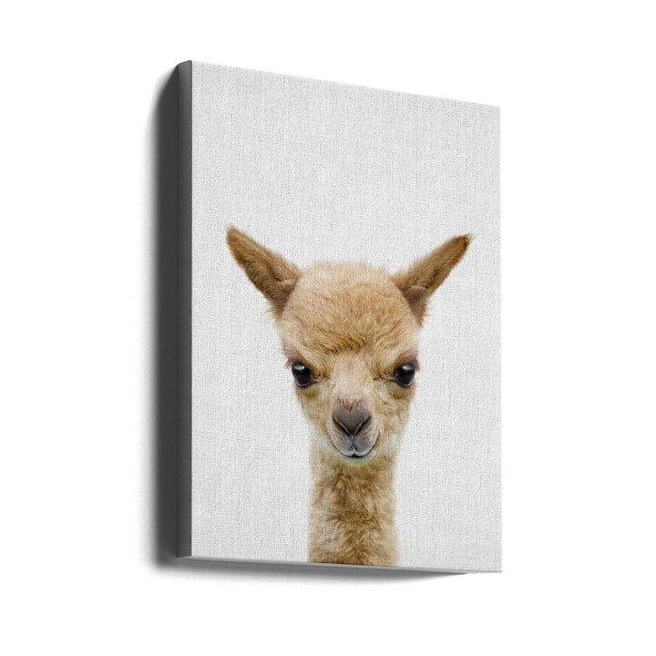 Peekaboo Baby Llama Art Print