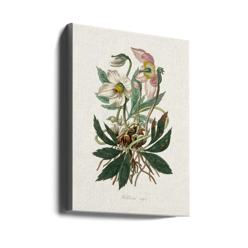 Christmas Rose (helleborus Niger)  Medical Botany Art Print