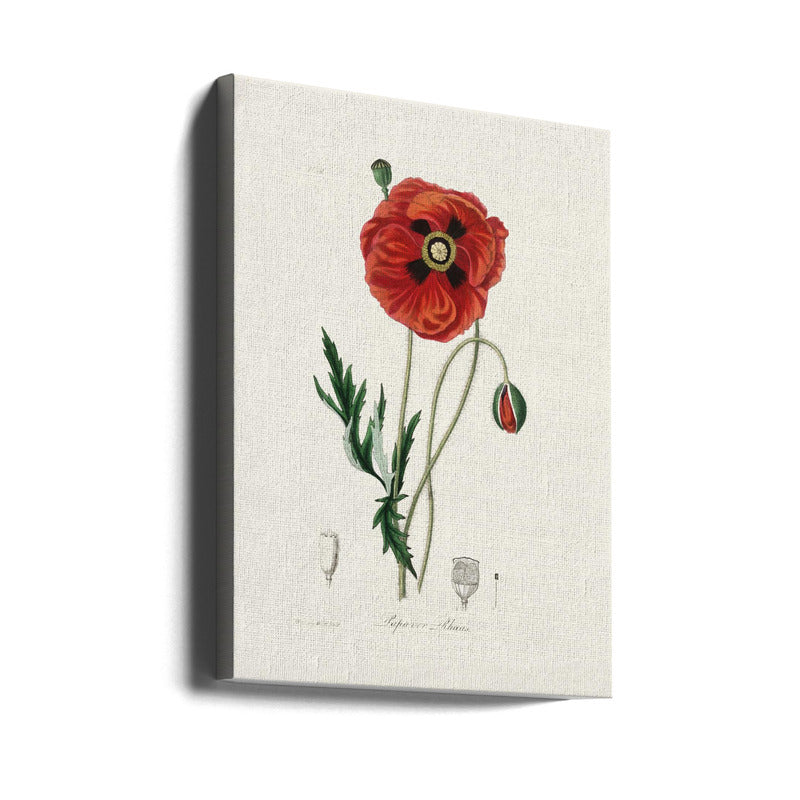 Common Poppy (papaver Rhoeas) Medical Botany Art Print