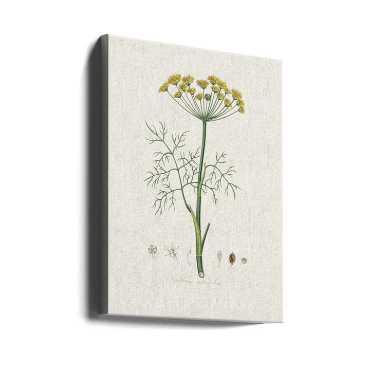 Dill (anethum Graveolens)  Medical Botany Art print