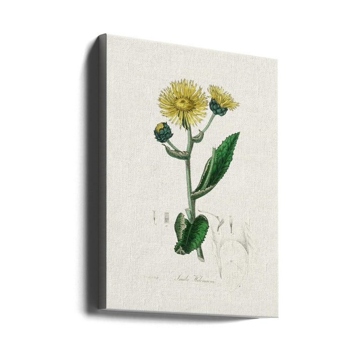 Elecampane (inula Helenium) Medical Botany Art print