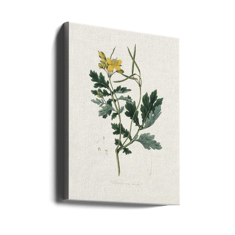 Greater Celandine (chelidonium Majus) Medical Botany Art print