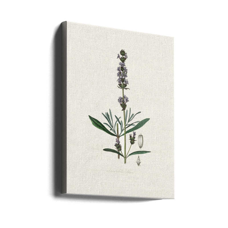 Lavender (lavandula Ipica) Medical Botany Art print