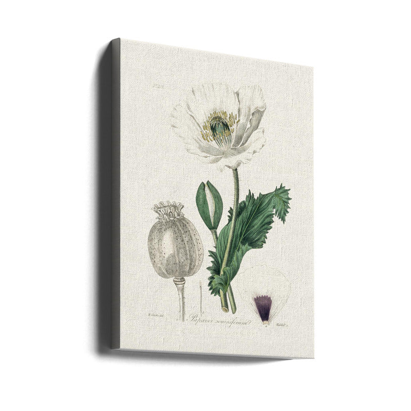 Opium Poppy (papaver Somniferum) Medical Botany Art print