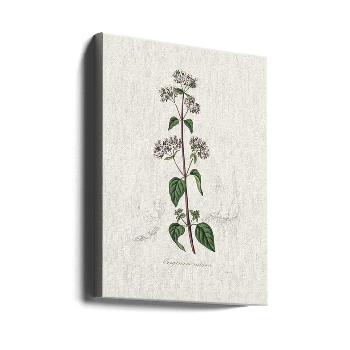 Oregano (origanum Vulgare) Medical Botany Art print