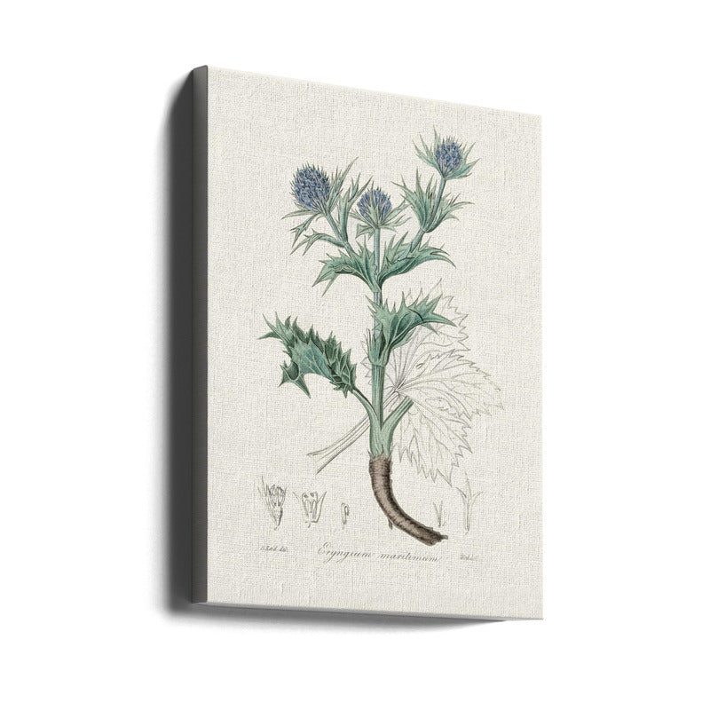 The Sea Holly (eryngium Mmaritimum) Medical Botany Art print