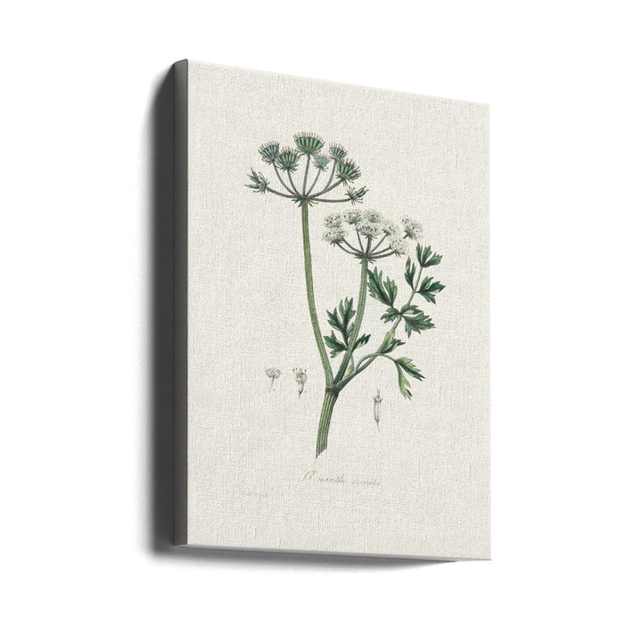 Water Dropwort (onanthe Grocata) Medical Botany Art print