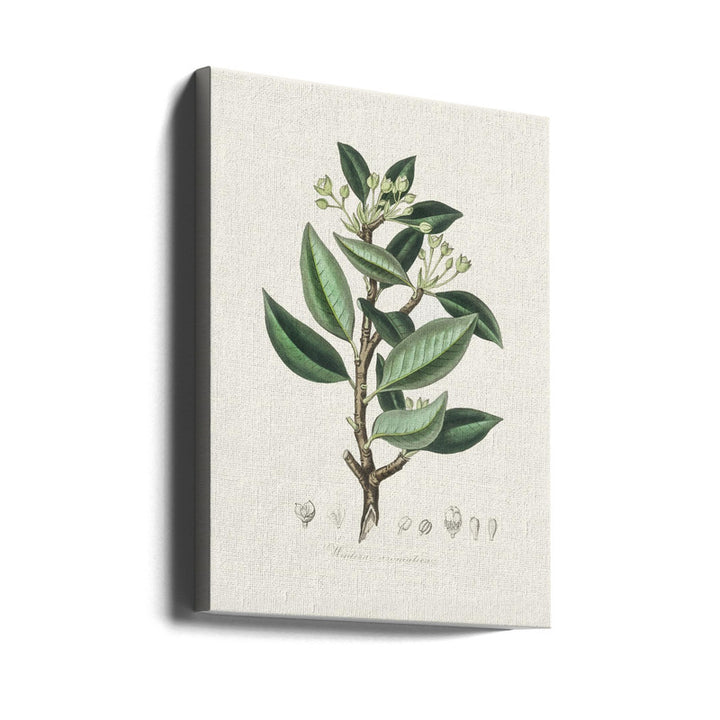 Wintera Aromatica Medical Botany Art print