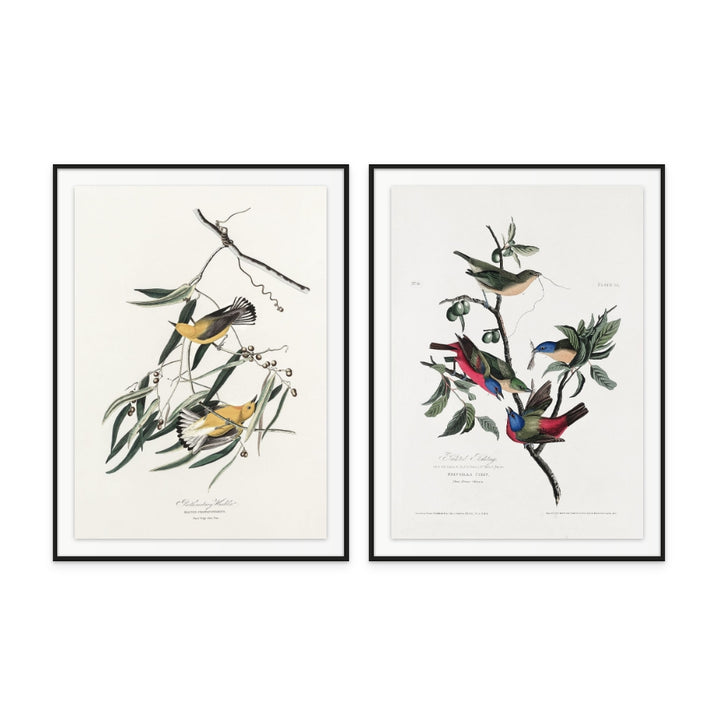 Set "Painted Finch From Birds of America (1827)" + "Prothonotary Warbler From Birds of America (1827)" Art Prints