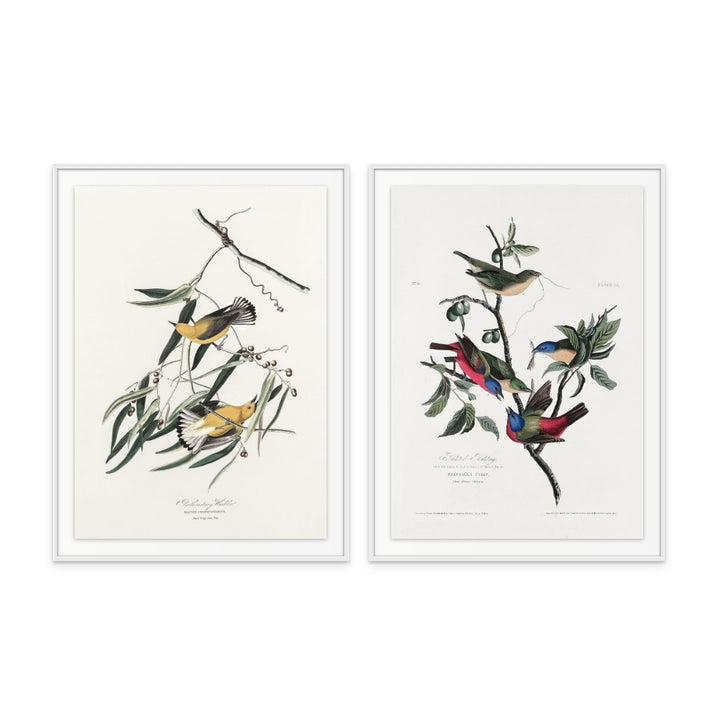 Set "Painted Finch From Birds of America (1827)" + "Prothonotary Warbler From Birds of America (1827)" Art Prints