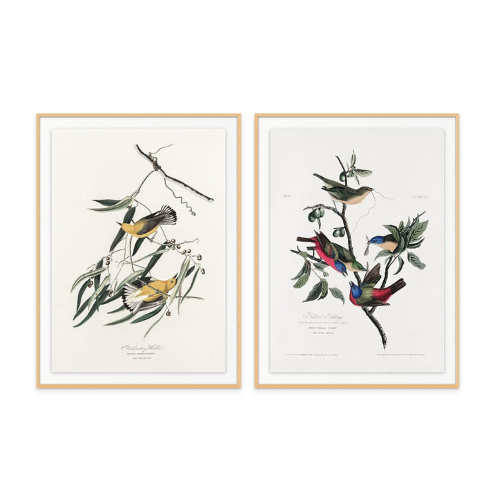 Set "Painted Finch From Birds of America (1827)" + "Prothonotary Warbler From Birds of America (1827)" Art Prints