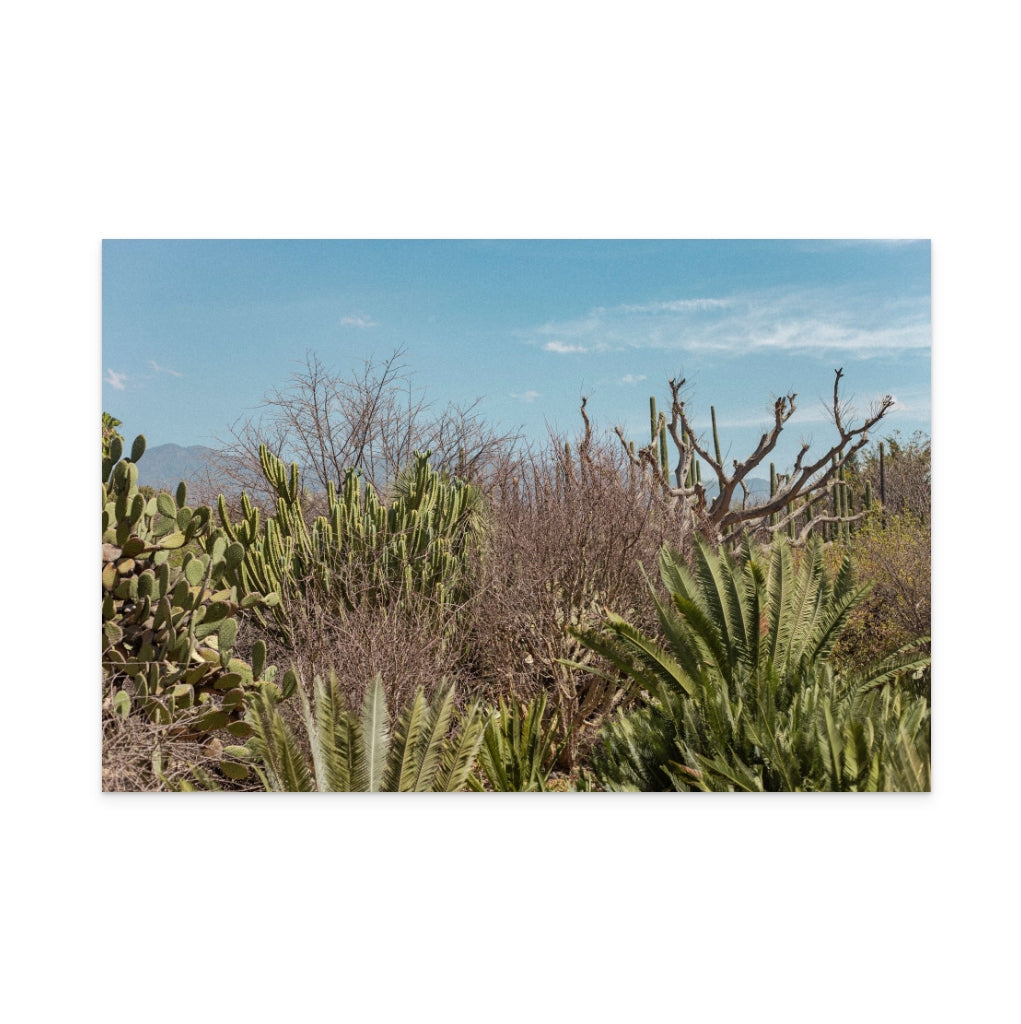 Cactus Oaxaca Art Print