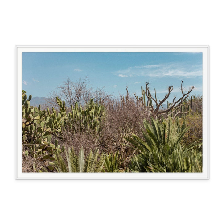 Cactus Oaxaca Art Print