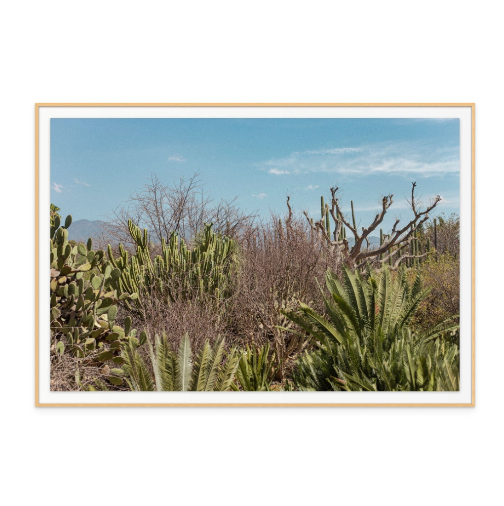 Cactus Oaxaca Art Print