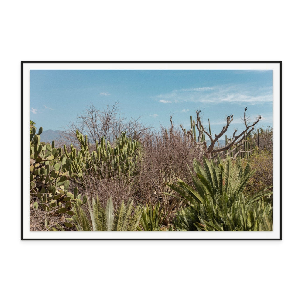 Cactus Oaxaca Art Print